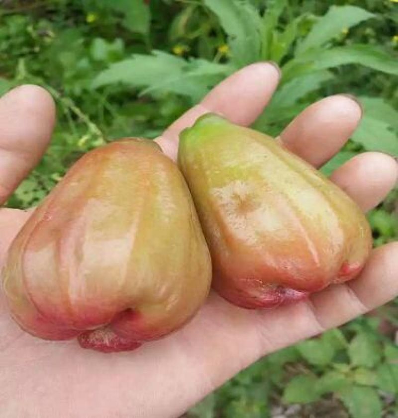 黑金刚莲雾苗
