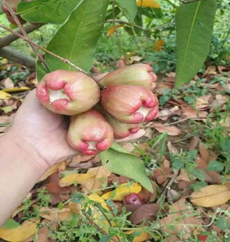 黑金刚莲雾苗
