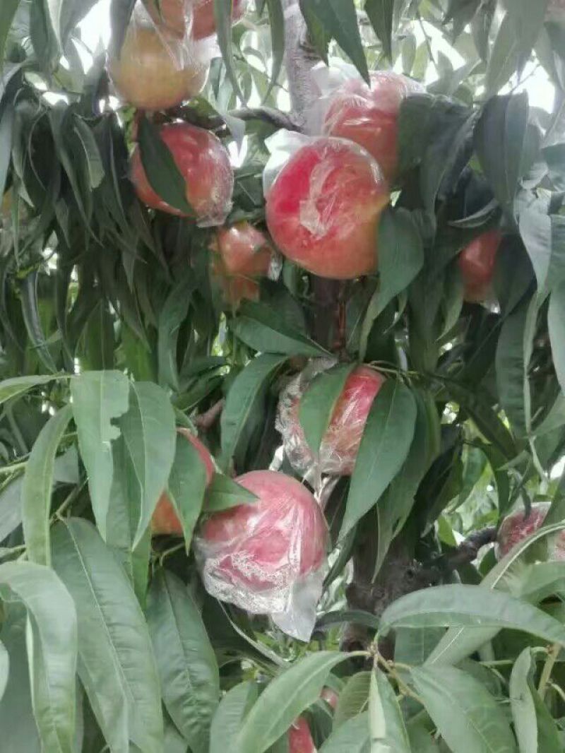 山西临猗离核毛桃秋彤大量上市，口感脆甜，产地直发