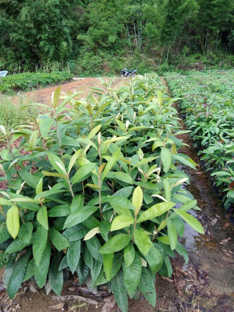 枇杷树苗10~20cm