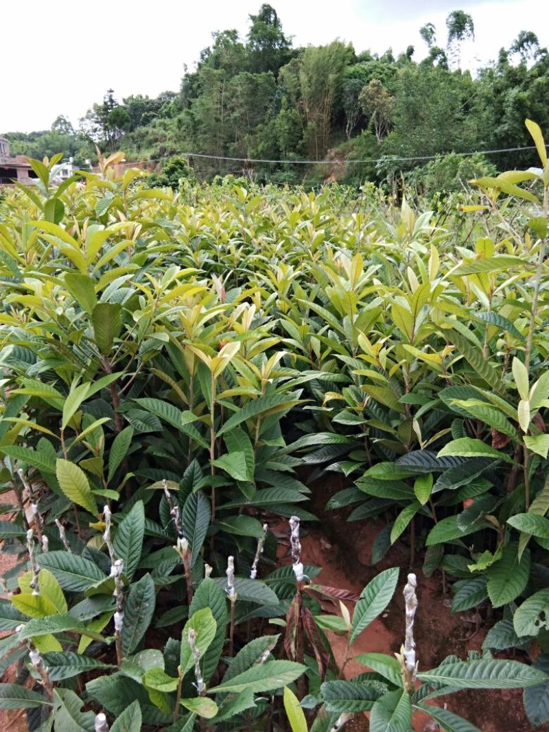 枇杷树苗10~20cm