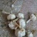 金乡大蒜5~5.5cm干蒜