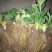 小白草莓苗白草莓品种