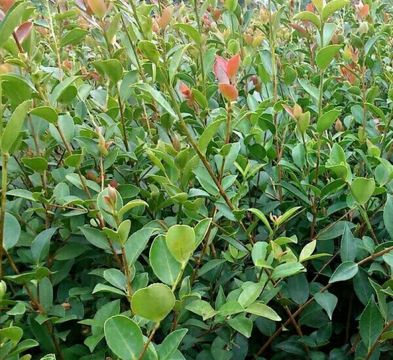 油茶树20~30cm