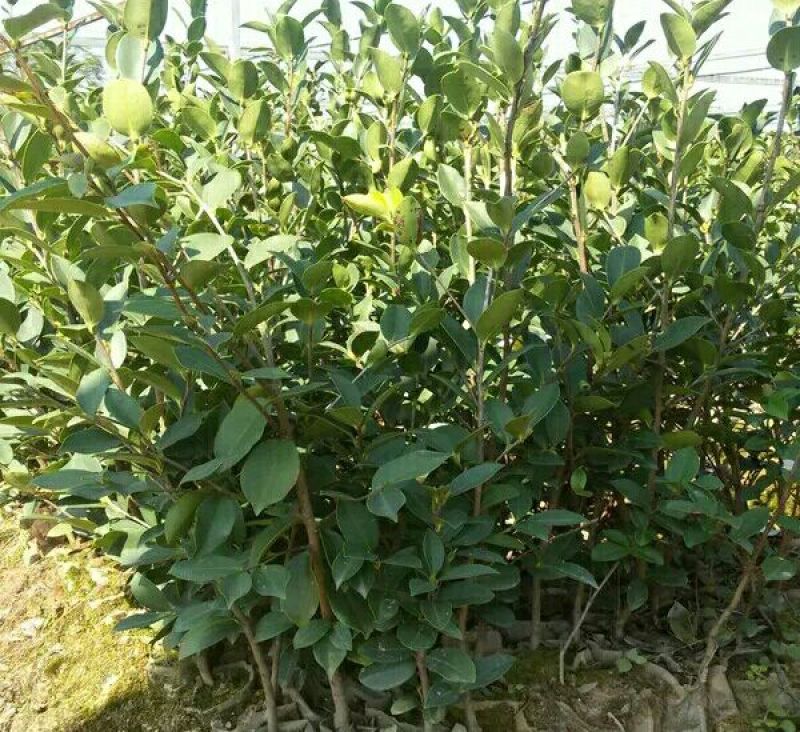 油茶树20~30cm