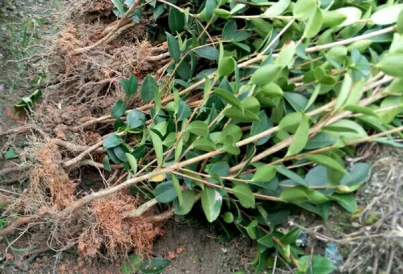 油茶树20~30cm