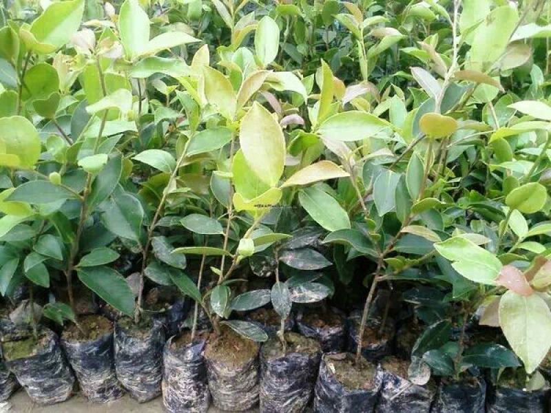 油茶树20~30cm