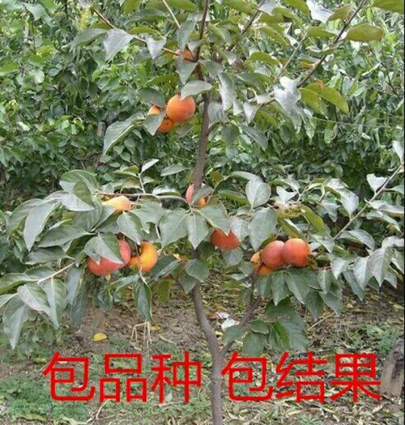 八月黄柿子树苗20~30cm