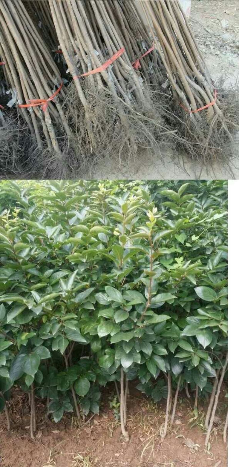 八月黄柿子树苗20~30cm