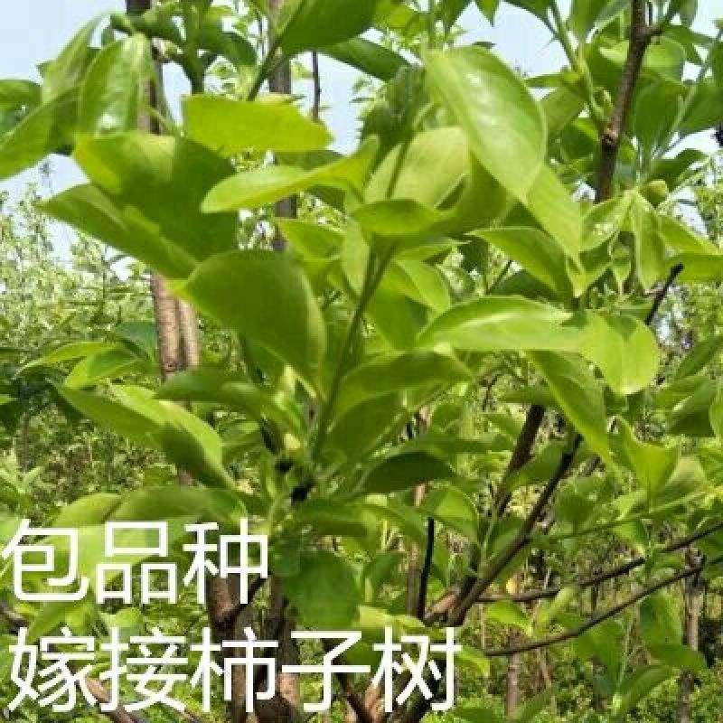八月黄柿子树苗20~30cm