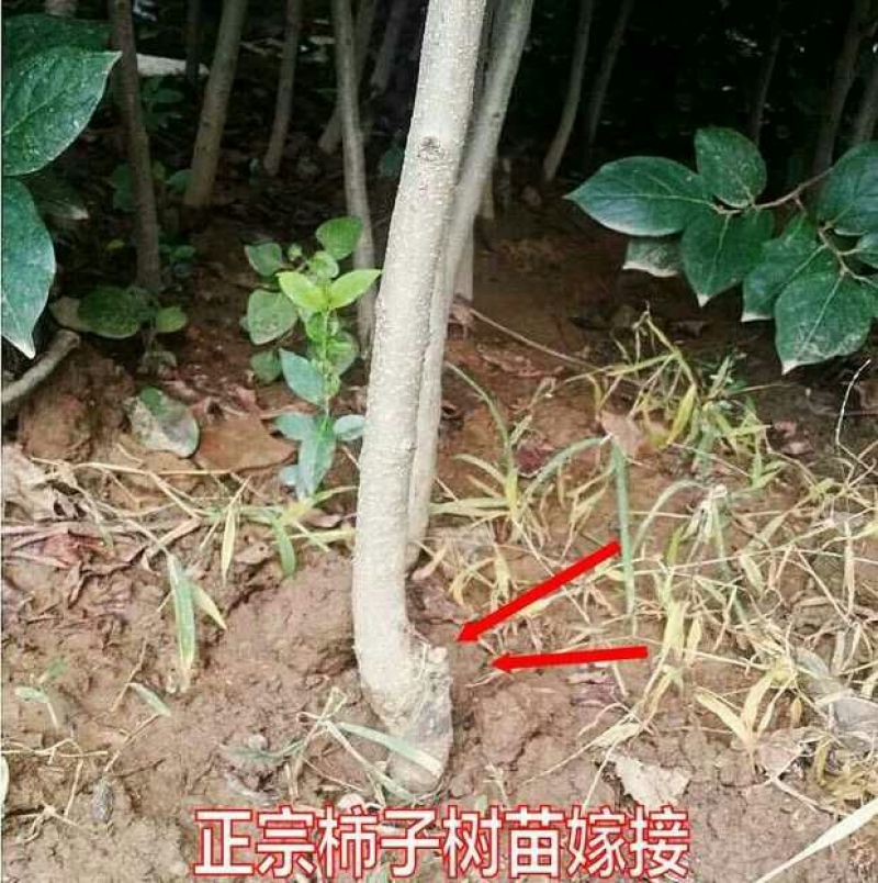八月黄柿子树苗20~30cm