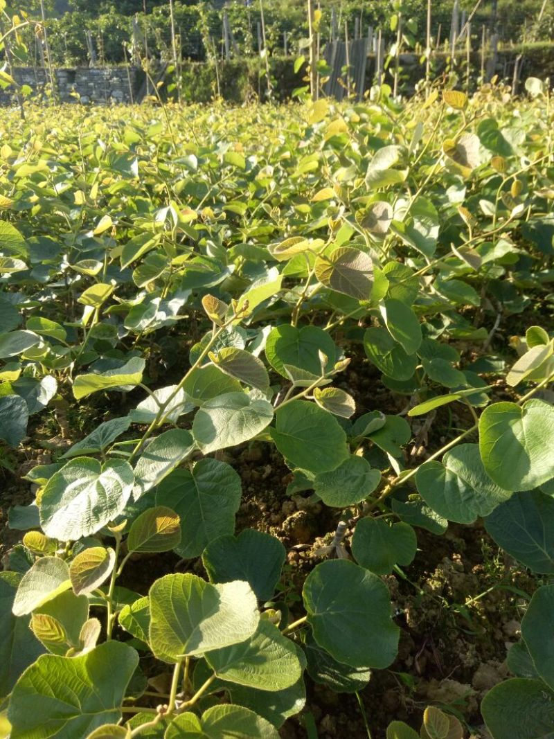 湖南红阳猕猴桃嫁接苗0.6——1.0公分精品苗
