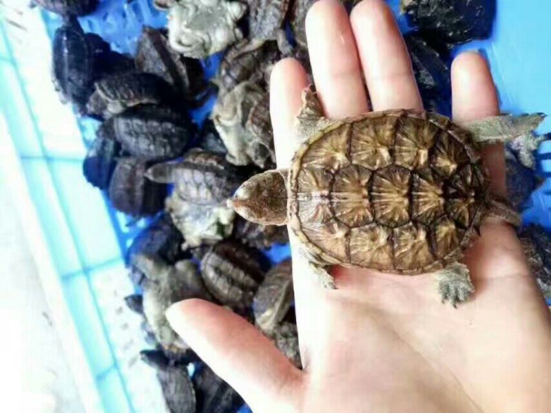 甲鱼苗鱼苗