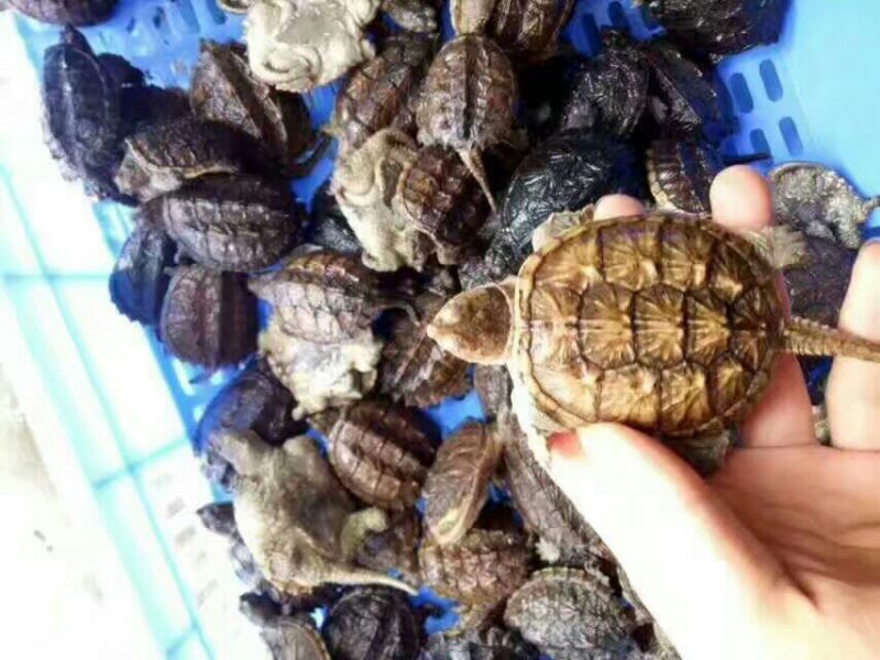 甲鱼苗鱼苗