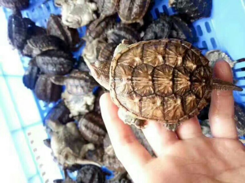 甲鱼苗鱼苗
