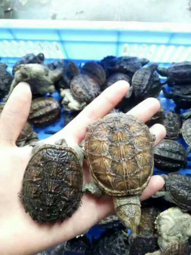 甲鱼苗鱼苗