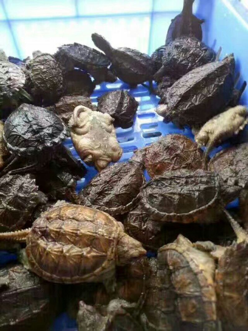 甲鱼苗鱼苗