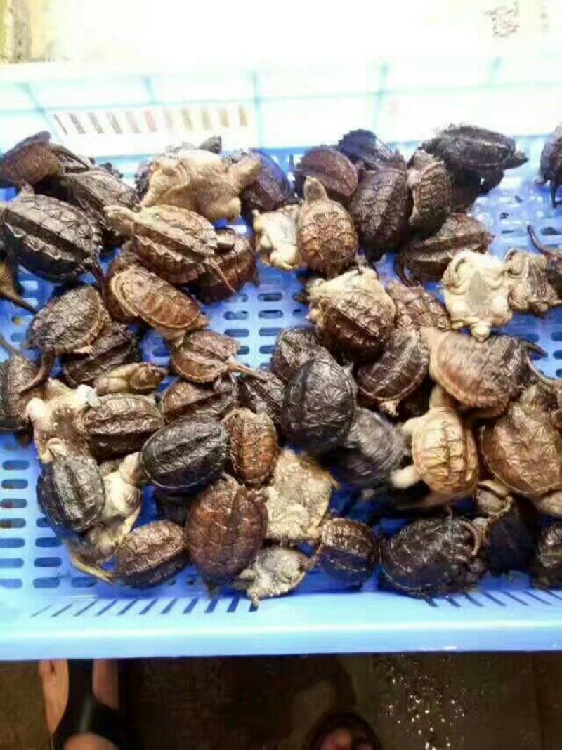 甲鱼苗鱼苗