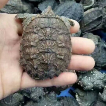 甲鱼苗鱼苗