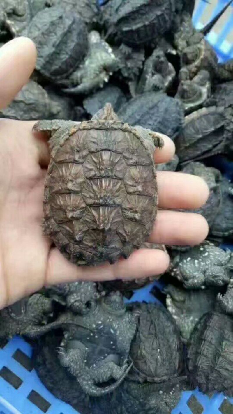 甲鱼苗鱼苗