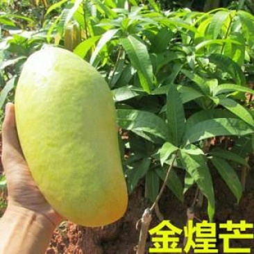 芒果苗金煌,四季,红贵妃,桂七,台农澳洲芒果苗