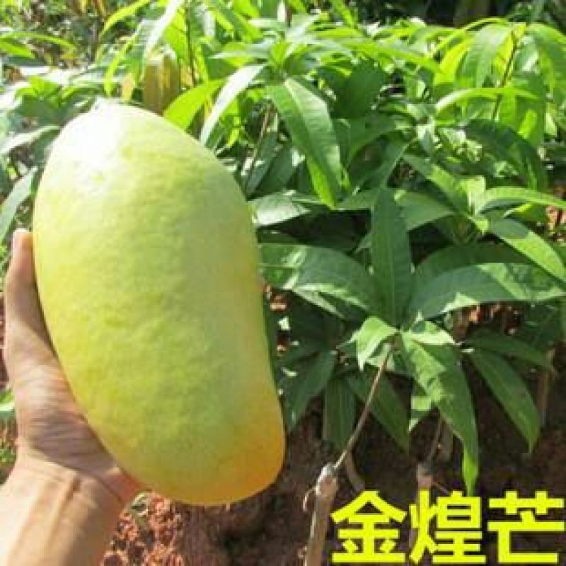 芒果苗金煌，四季，红贵妃，桂七，台农澳洲芒果苗