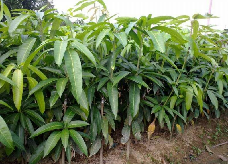 芒果苗金煌，四季，红贵妃，桂七，台农澳洲芒果苗