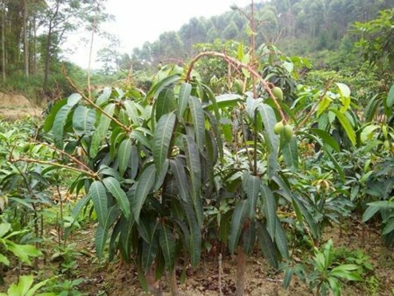 芒果苗金煌，四季，红贵妃，桂七，台农澳洲芒果苗