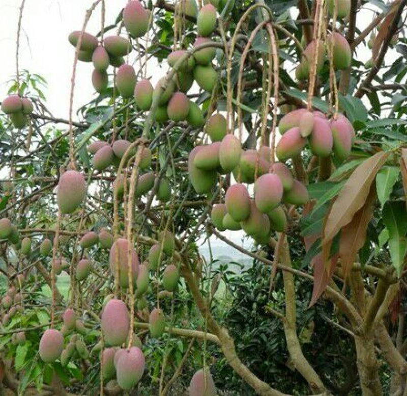芒果苗金煌，四季，红贵妃，桂七，台农澳洲芒果苗