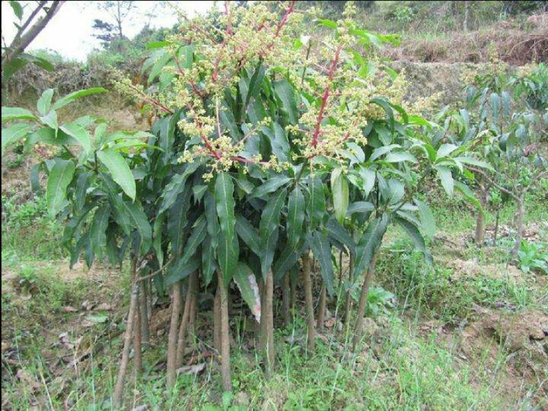 芒果苗金煌，四季，红贵妃，桂七，台农澳洲芒果苗
