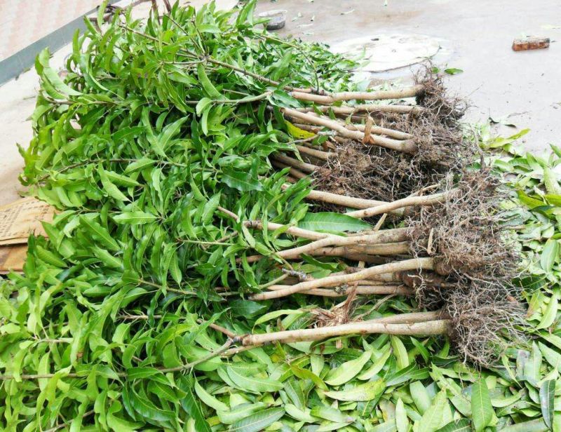 芒果苗金煌，四季，红贵妃，桂七，台农澳洲芒果苗