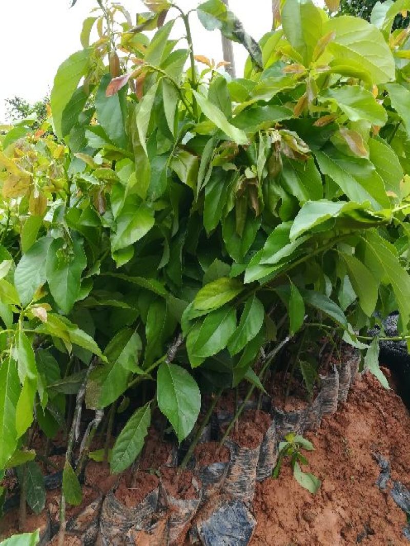 牛油果苗50~80cm