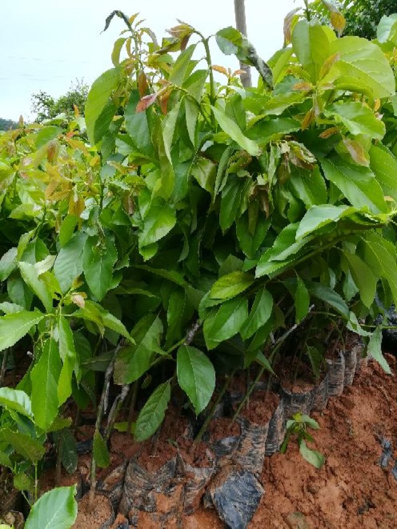 牛油果苗50~80cm