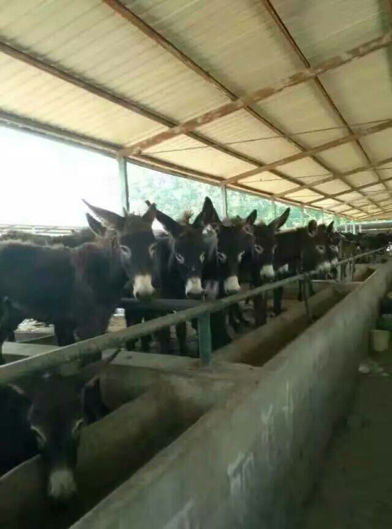 肉驴400~500斤