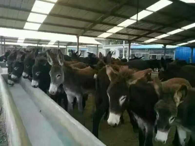 肉驴400~500斤