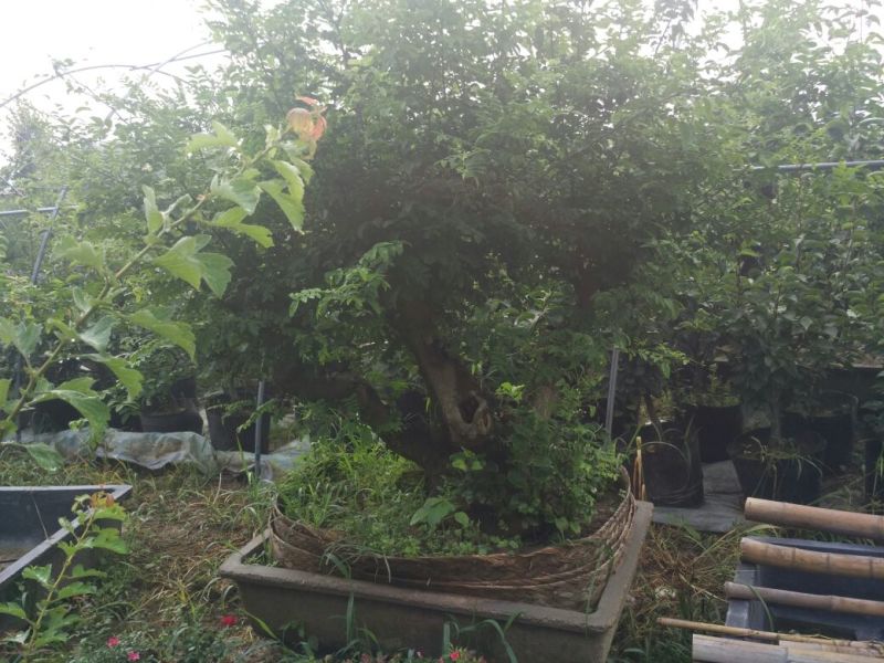 榆树桩20~25cm