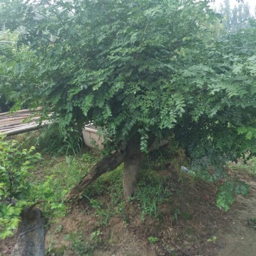 榆树桩20~25cm