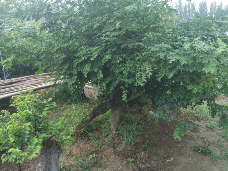 榆树桩20~25cm