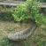 榆树桩20~25cm
