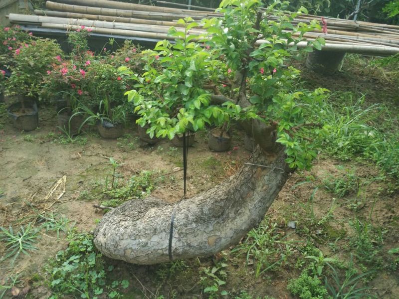 榆树桩20~25cm
