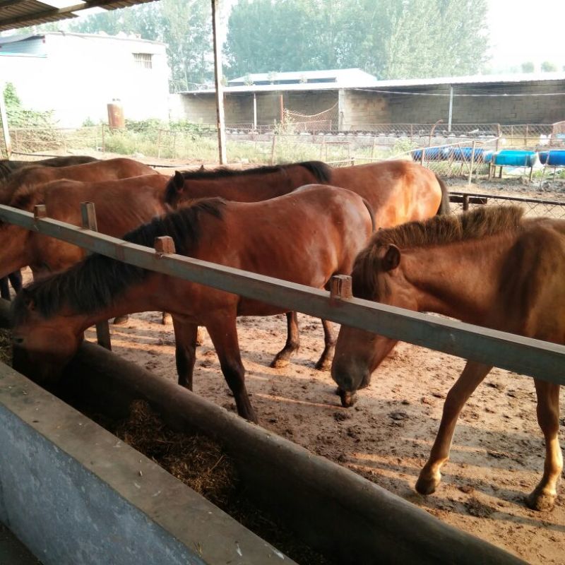 蒙古马200~300kg