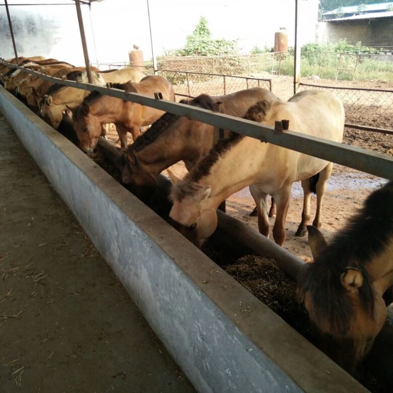 蒙古马200~300kg