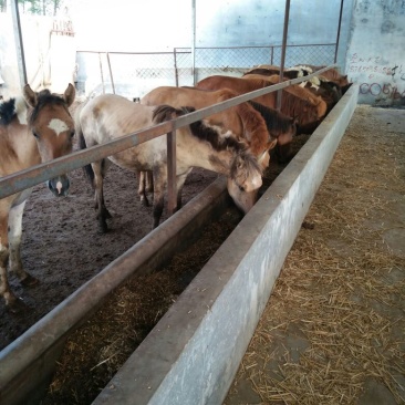 蒙古马200~300kg