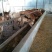 蒙古马200~300kg