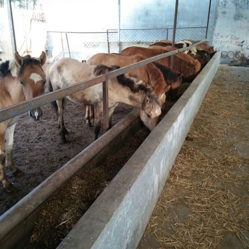 蒙古马200~300kg