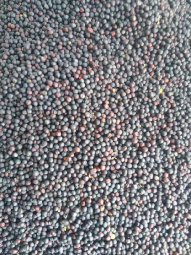 油菜籽5