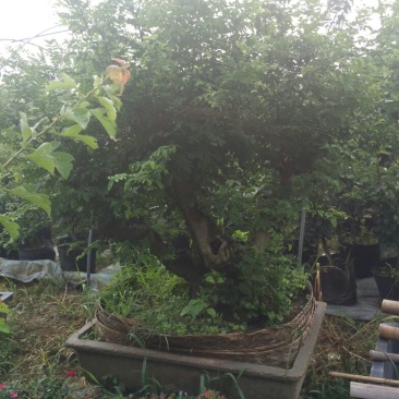 松树树桩10~15cm