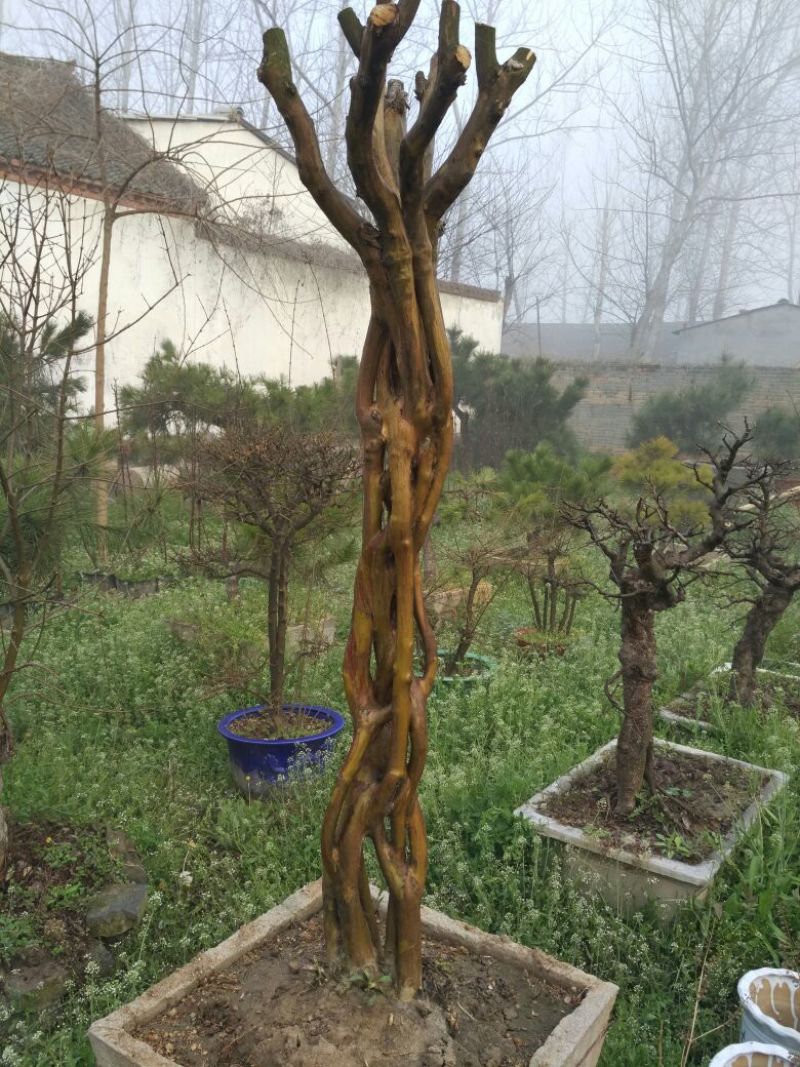 松树树桩10~15cm