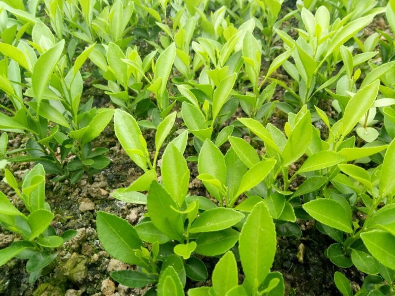 酸柑苗30cm以下