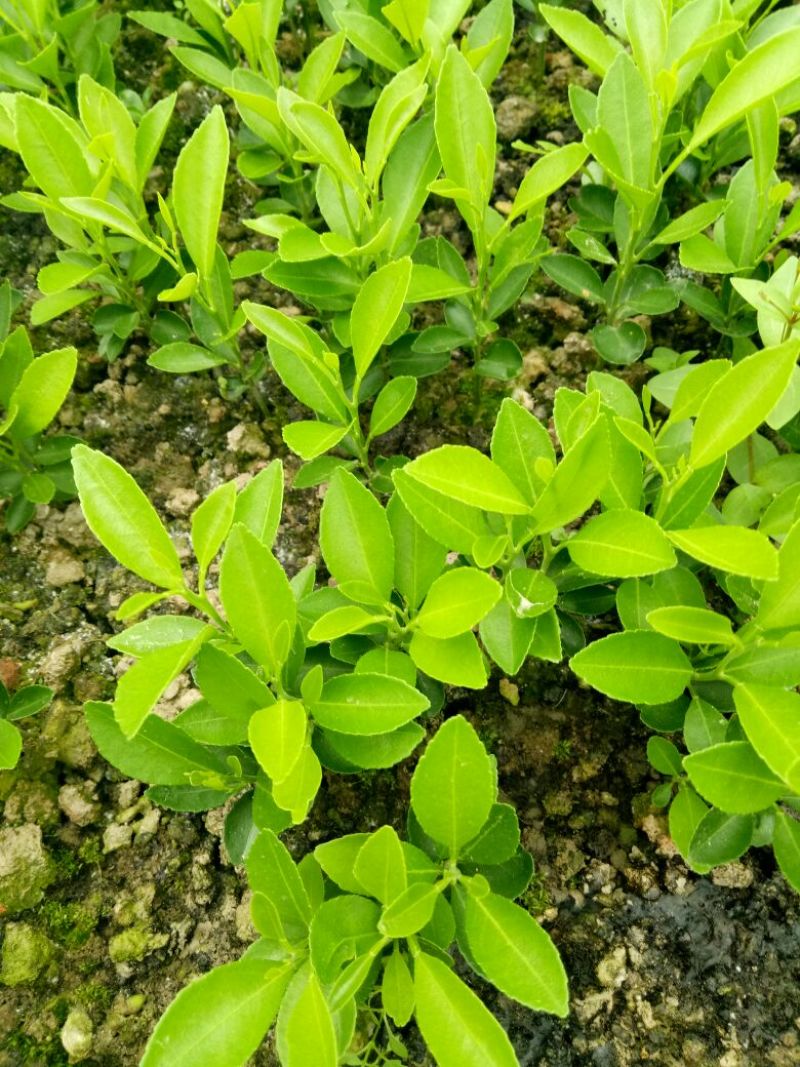 酸柑苗30cm以下
